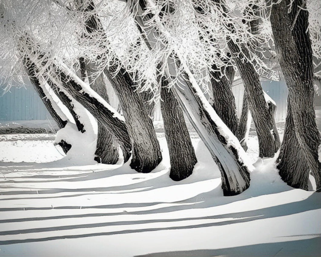 Winter Shadow Art