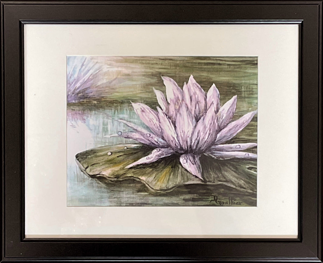 Water Lily