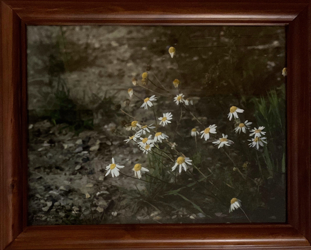 Daisies by the Path