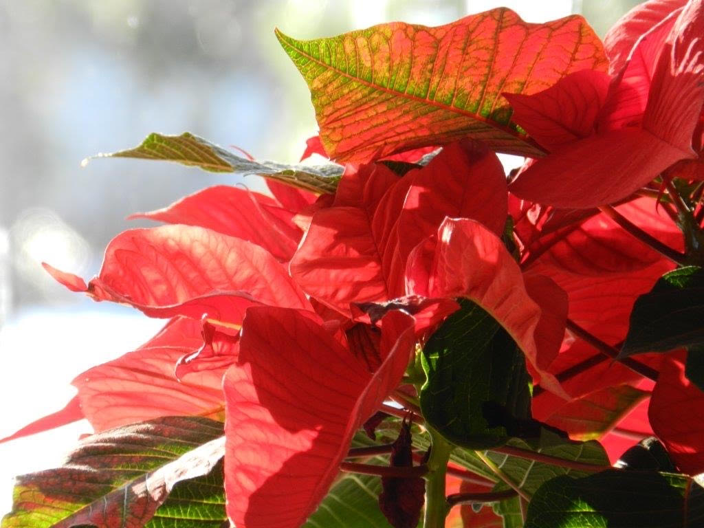 Christmas Poinsettia