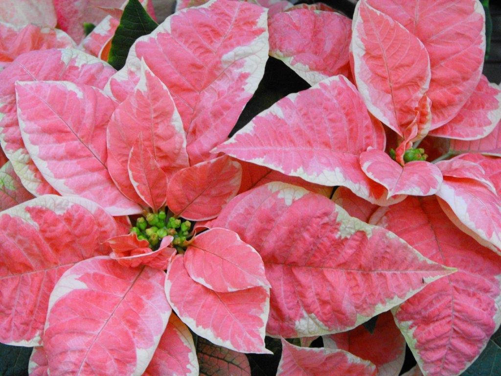 Christmas Poinsettia - Variegated