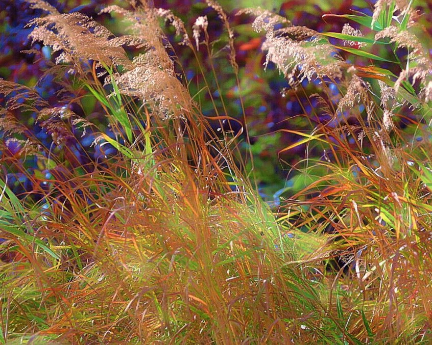 Iridescent Prairie Grass