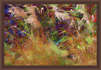 Iridescent Prairie Grasses