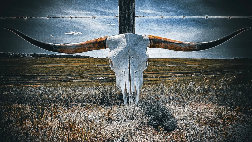 Longhorn Skull