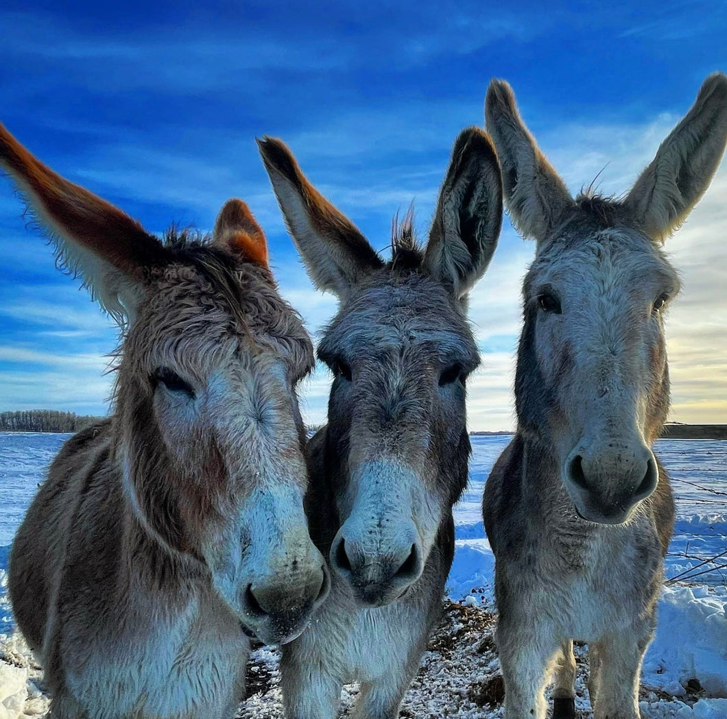 Donkey Trio