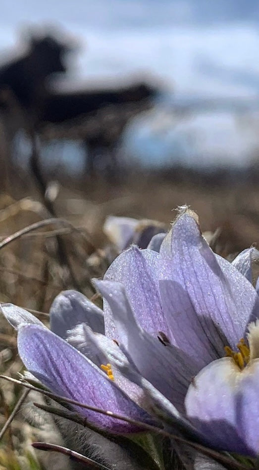 Calves & Crocus’