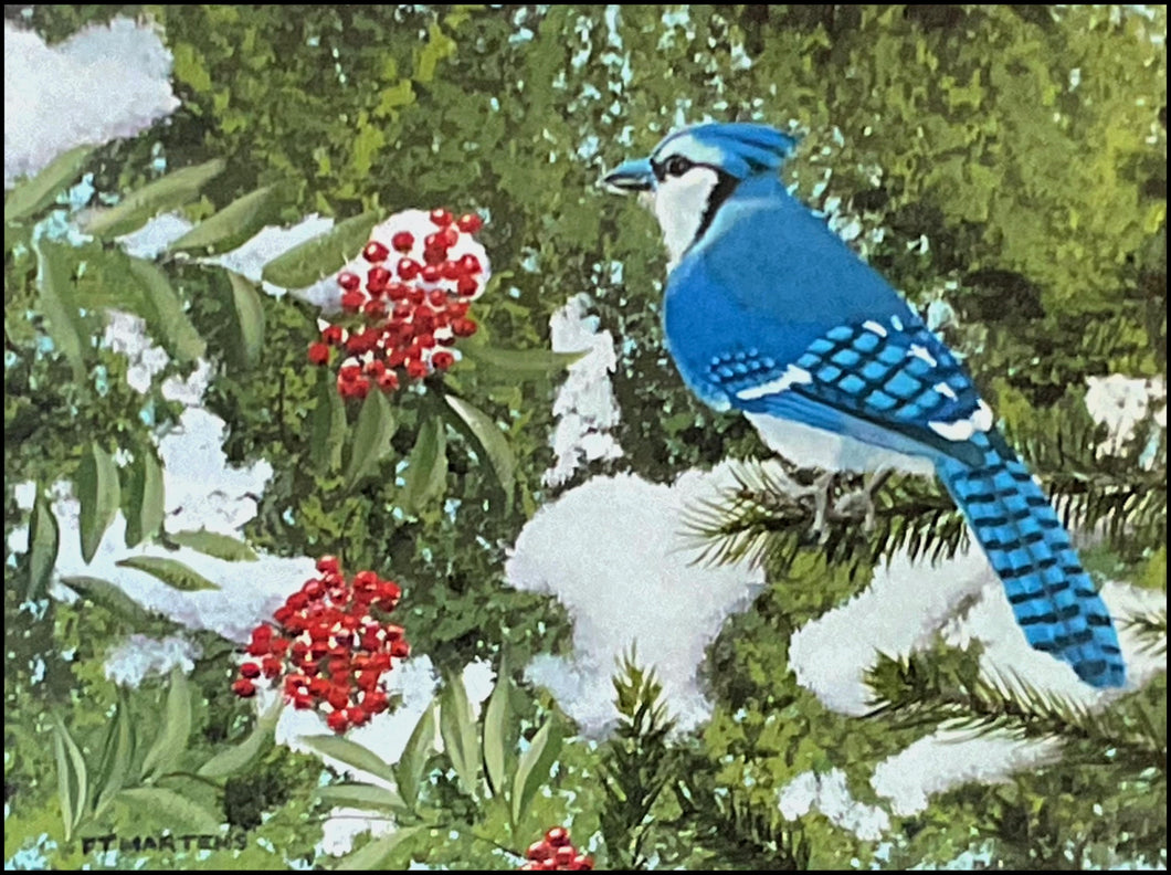 Blue Jay in Winter