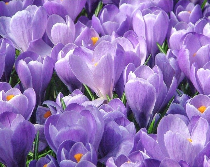 Spring Crocus